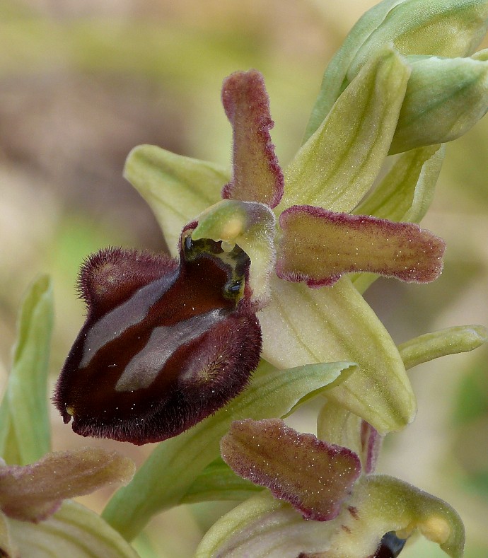 Ophrys del Gargano